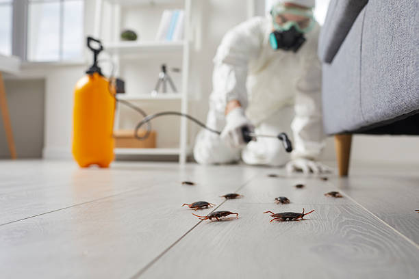 Commercial Rodent Management in Lockwood